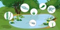 Pond biotope with microscopic unicellular organisms: protozoa Paramecium caudatum, Amoeba proteus,